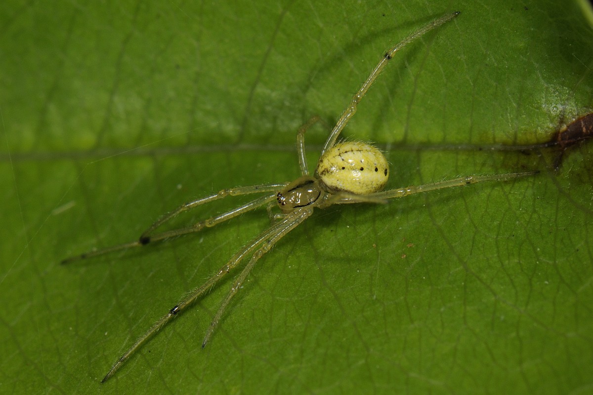 Enoplognatha ovata